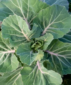 1500 Morris Heading Collard Green Vegetable Seeds - Brassica Oleracea - Image 3