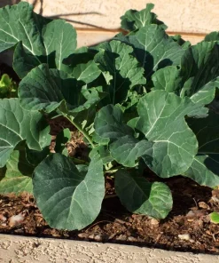 1500 Morris Heading Collard Green Vegetable Seeds - Brassica Oleracea - Image 4