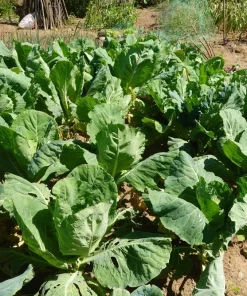 1500 Morris Heading Collard Green Vegetable Seeds - Brassica Oleracea - Image 5