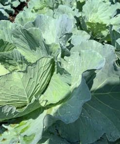 1500 Morris Heading Collard Green Vegetable Seeds - Brassica Oleracea - Image 6