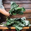 1500 Morris Heading Collard Green Vegetable Seeds - Brassica Oleracea - Image 1