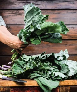 1500 Morris Heading Collard Green Vegetable Seeds - Brassica Oleracea - Image 1