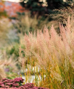1500 Prairie Junegrass Koeleria Macrantha Seeds - Crested Hair Grass - Image 2
