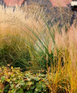 1500 Prairie Junegrass Koeleria Macrantha Seeds - Crested Hair Grass - Image 3