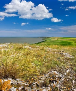 1500 Prairie Junegrass Koeleria Macrantha Seeds - Crested Hair Grass - Image 4
