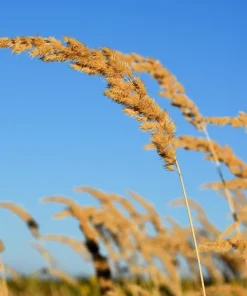 1500 Prairie Junegrass Koeleria Macrantha Seeds - Crested Hair Grass - Image 5