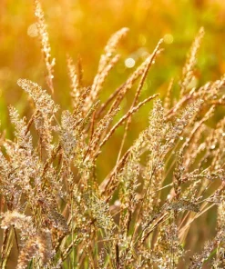 1500 Prairie Junegrass Koeleria Macrantha Seeds - Crested Hair Grass - Image 6