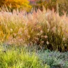 1500 Prairie Junegrass Koeleria Macrantha Seeds - Crested Hair Grass - Image 1