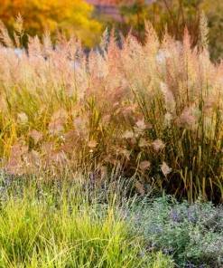 1500 Prairie Junegrass Koeleria Macrantha Seeds - Crested Hair Grass - Image 1