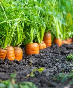 1500 Scarlet Nantes Carrot Seeds - Daucus Carota Vegetable Seeds - Image 2