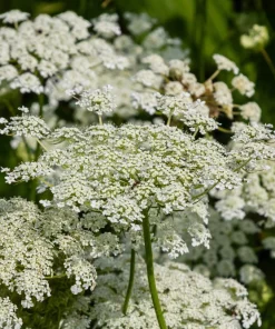 1500 Scarlet Nantes Carrot Seeds - Daucus Carota Vegetable Seeds - Image 4