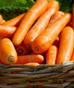 1500 Scarlet Nantes Carrot Seeds - Daucus Carota Vegetable Seeds - Image 1