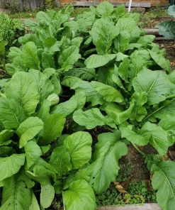 1500 Seven Top Turnip Seeds – Brassica Rapa Vegetable Seeds - Image 10