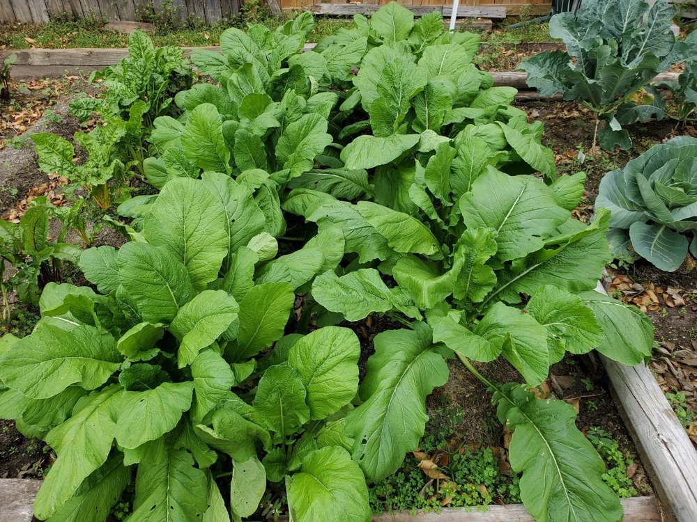 1500 Seven Top Turnip Seeds – Brassica Rapa Vegetable Seeds - Image 10
