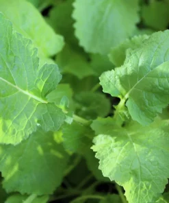 1500 Seven Top Turnip Seeds – Brassica Rapa Vegetable Seeds - Image 2
