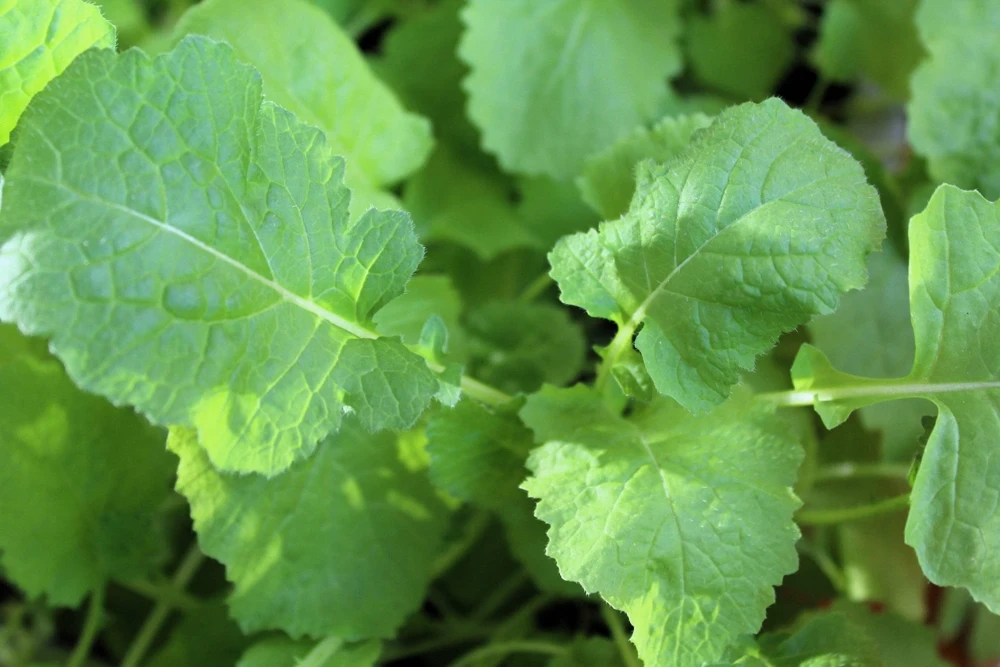 1500 Seven Top Turnip Seeds – Brassica Rapa Vegetable Seeds - Image 2