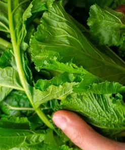 1500 Seven Top Turnip Seeds – Brassica Rapa Vegetable Seeds - Image 3