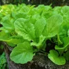 1500 Seven Top Turnip Seeds – Brassica Rapa Vegetable Seeds - Image 1