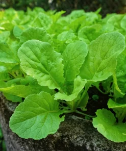 1500 Seven Top Turnip Seeds – Brassica Rapa Vegetable Seeds - Image 1