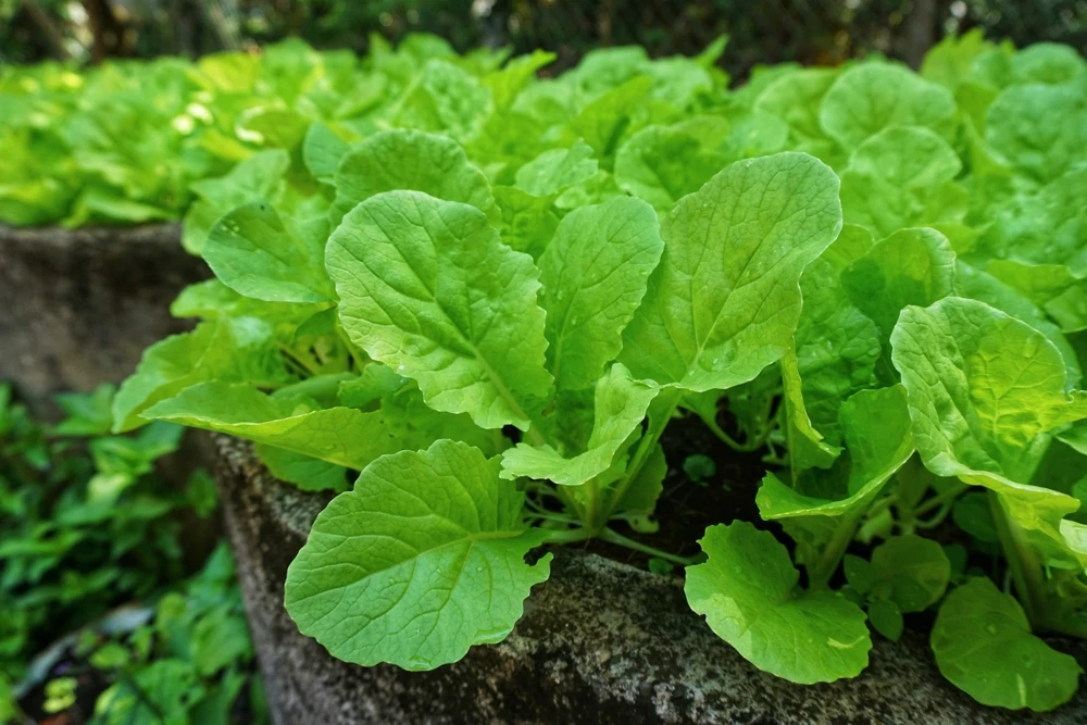 1500 Seven Top Turnip Seeds – Brassica Rapa Vegetable Seeds - Image 1