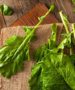 1500 Seven Top Turnip Seeds – Brassica Rapa Vegetable Seeds - Image 6