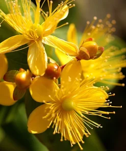 1500 St John's Wort Seeds - Hypericum Pyramidatum Yellow Herb Flower Seeds - Image 2