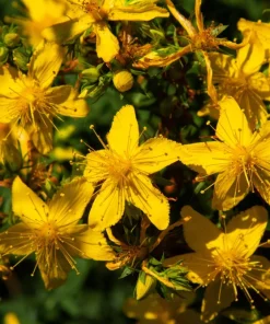 1500 St John's Wort Seeds - Hypericum Pyramidatum Yellow Herb Flower Seeds - Image 3