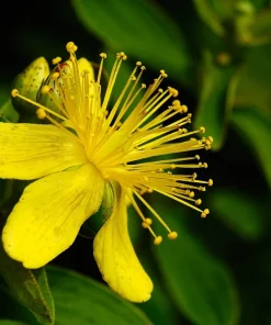 1500 St John's Wort Seeds - Hypericum Pyramidatum Yellow Herb Flower Seeds - Image 5