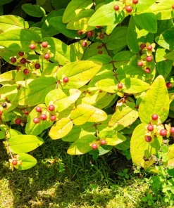 1500 St John's Wort Seeds - Hypericum Pyramidatum Yellow Herb Flower Seeds - Image 7