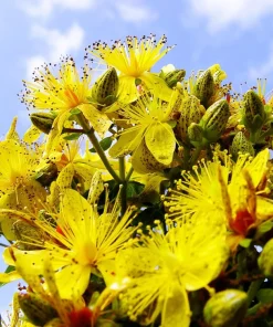 1500 St John's Wort Seeds - Hypericum Pyramidatum Yellow Herb Flower Seeds - Image 1