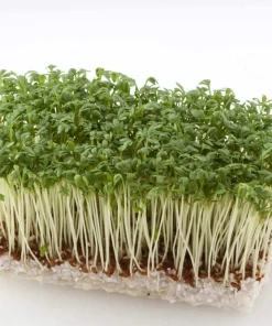 1500 Upland Cress Seeds - American Land Cress Vegetable Herb Seeds for Planting - Image 2