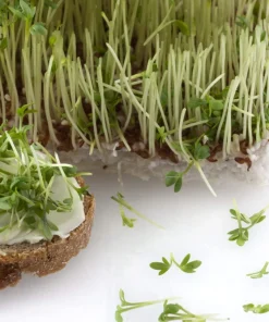 1500 Upland Cress Seeds - American Land Cress Vegetable Herb Seeds for Planting - Image 3