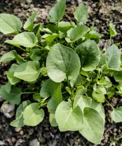 1500 Upland Cress Seeds - American Land Cress Vegetable Herb Seeds for Planting - Image 4