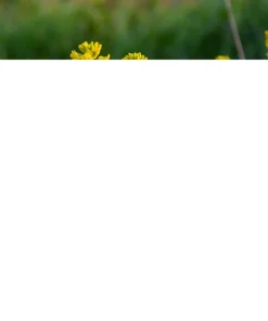 1500 Upland Cress Seeds - American Land Cress Vegetable Herb Seeds for Planting - Image 5