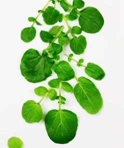 1500 Upland Cress Seeds - American Land Cress Vegetable Herb Seeds for Planting - Image 6