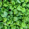 1500 Upland Cress Seeds - American Land Cress Vegetable Herb Seeds for Planting - Image 1