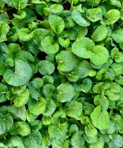 1500 Upland Cress Seeds - American Land Cress Vegetable Herb Seeds for Planting - Image 1