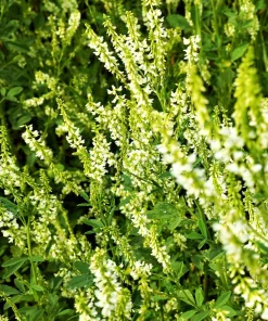 1500 White Blossom Sweet Clover Seeds - Melilotus Alba - Annual/Biennial - Image 2