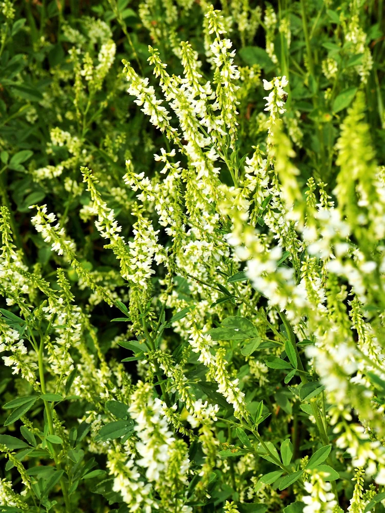 1500 White Blossom Sweet Clover Seeds - Melilotus Alba - Annual/Biennial - Image 2