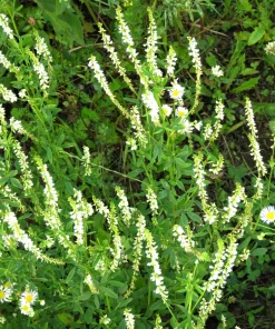 1500 White Blossom Sweet Clover Seeds - Melilotus Alba - Annual/Biennial - Image 3