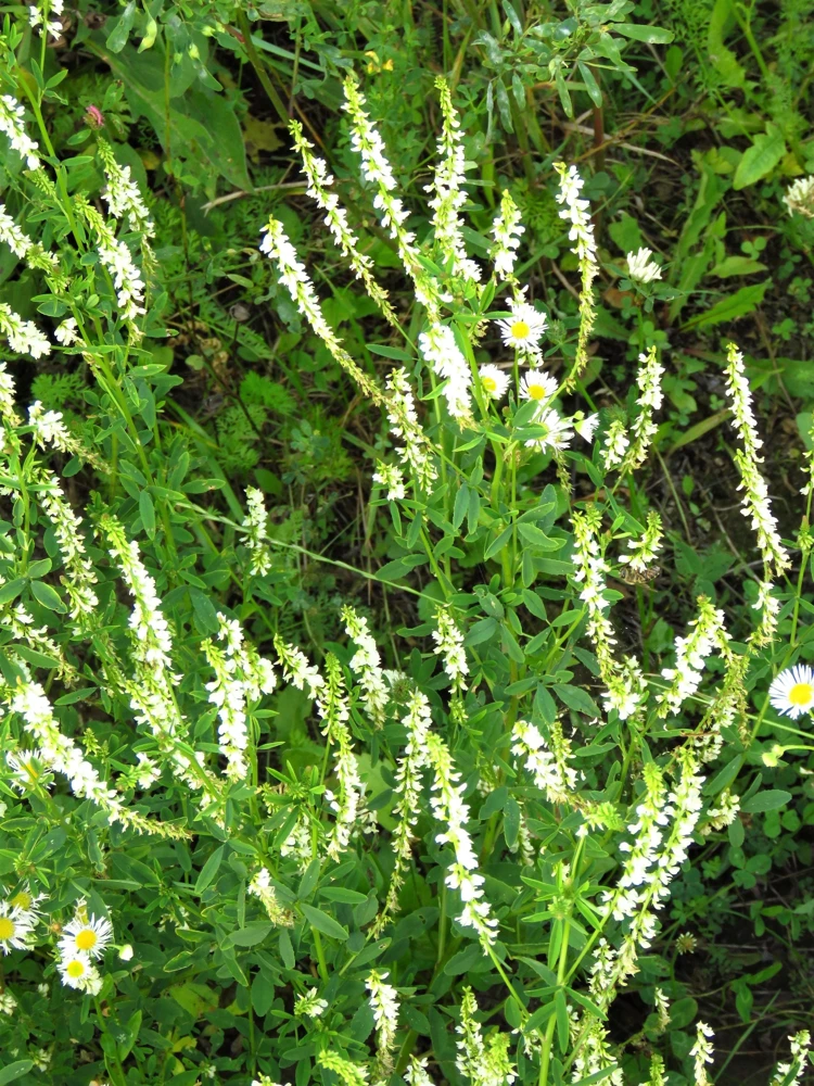 1500 White Blossom Sweet Clover Seeds - Melilotus Alba - Annual/Biennial - Image 3