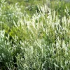 1500 White Blossom Sweet Clover Seeds - Melilotus Alba - Annual/Biennial - Image 1