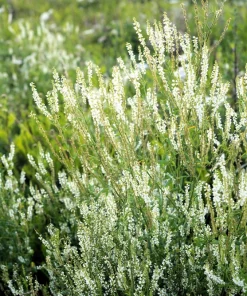 1500 White Blossom Sweet Clover Seeds - Melilotus Alba - Annual/Biennial - Image 1