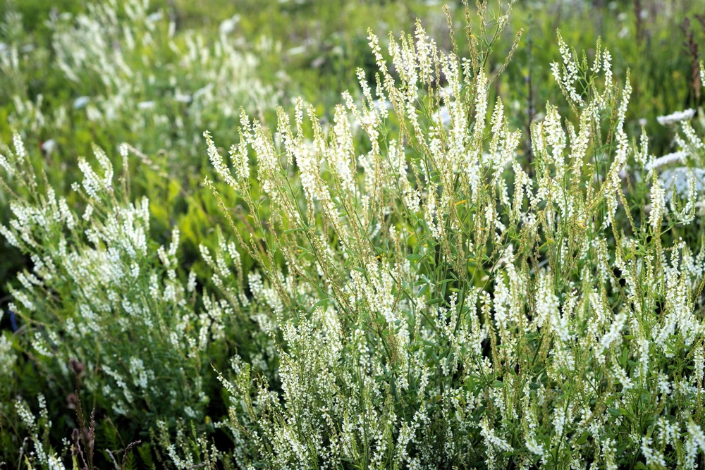 1500 White Blossom Sweet Clover Seeds - Melilotus Alba - Annual/Biennial - Image 1