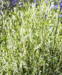 1500 White Blossom Sweet Clover Seeds - Melilotus Alba - Annual/Biennial - Image 4