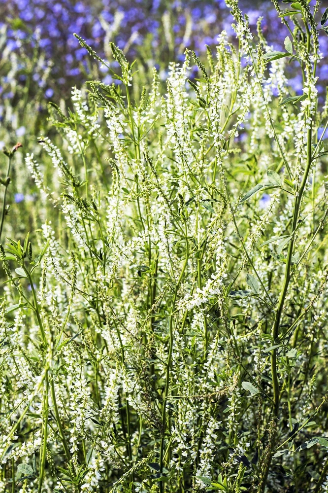 1500 White Blossom Sweet Clover Seeds - Melilotus Alba - Annual/Biennial - Image 4
