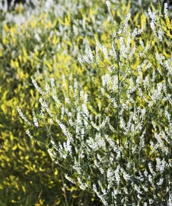 1500 White Blossom Sweet Clover Seeds - Melilotus Alba - Annual/Biennial - Image 5