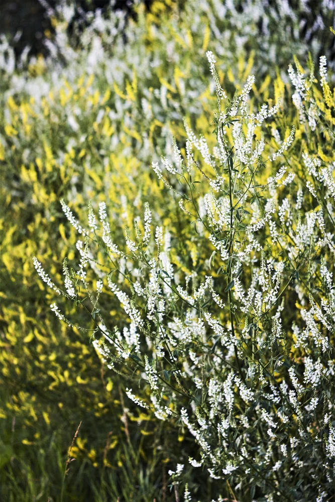 1500 White Blossom Sweet Clover Seeds - Melilotus Alba - Annual/Biennial - Image 5