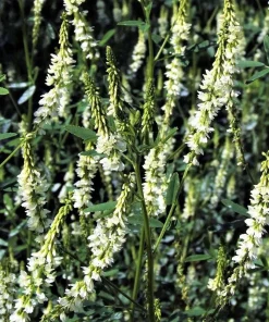 1500 White Blossom Sweet Clover Seeds - Melilotus Alba - Annual/Biennial - Image 6