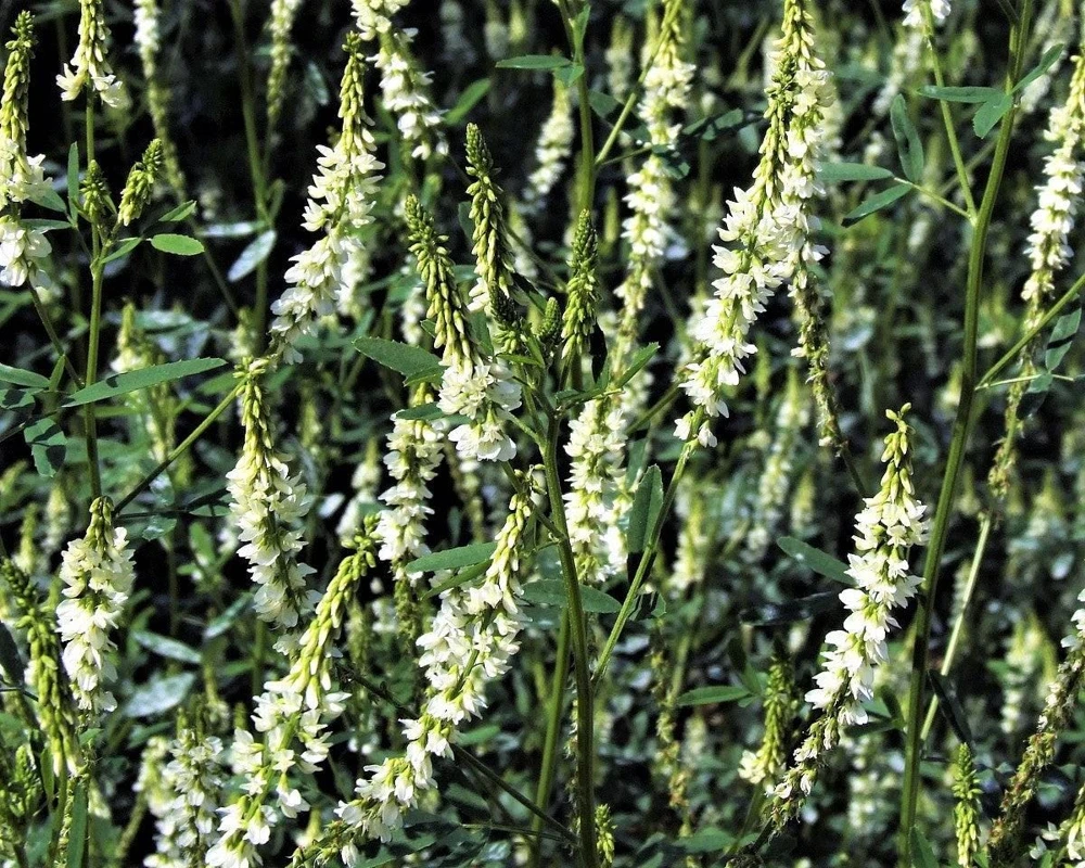 1500 White Blossom Sweet Clover Seeds - Melilotus Alba - Annual/Biennial - Image 6